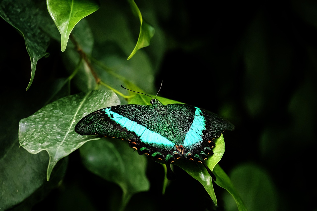 Blaue Blaustern-Staude