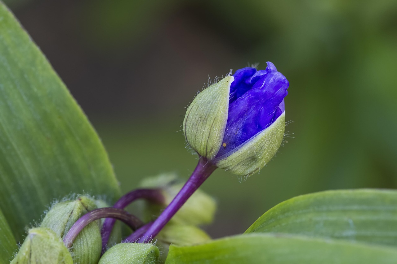 Blaue Dreimasterblume