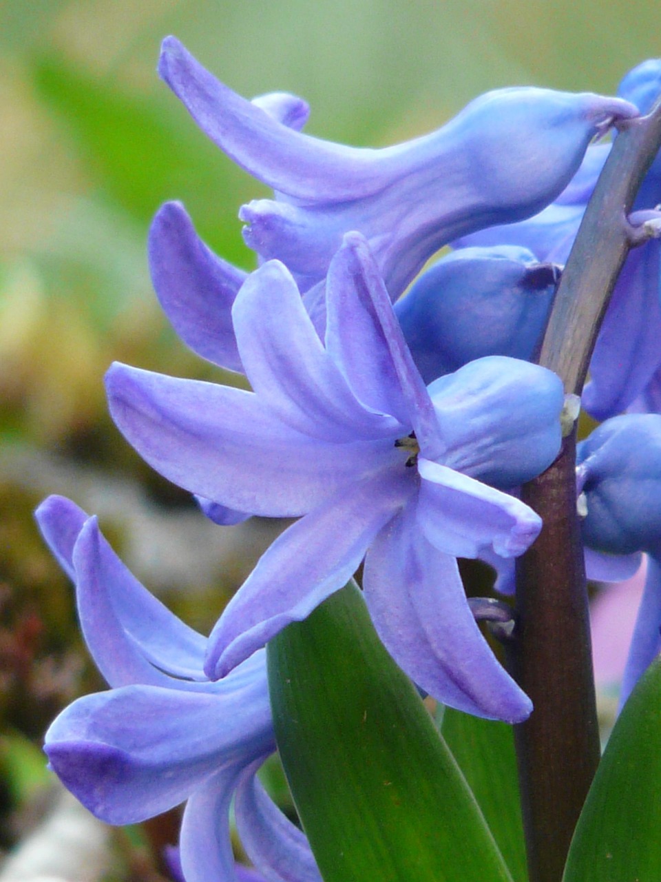 Blaue Hyazinthe