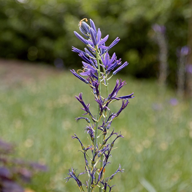 Blaue Prärielilie