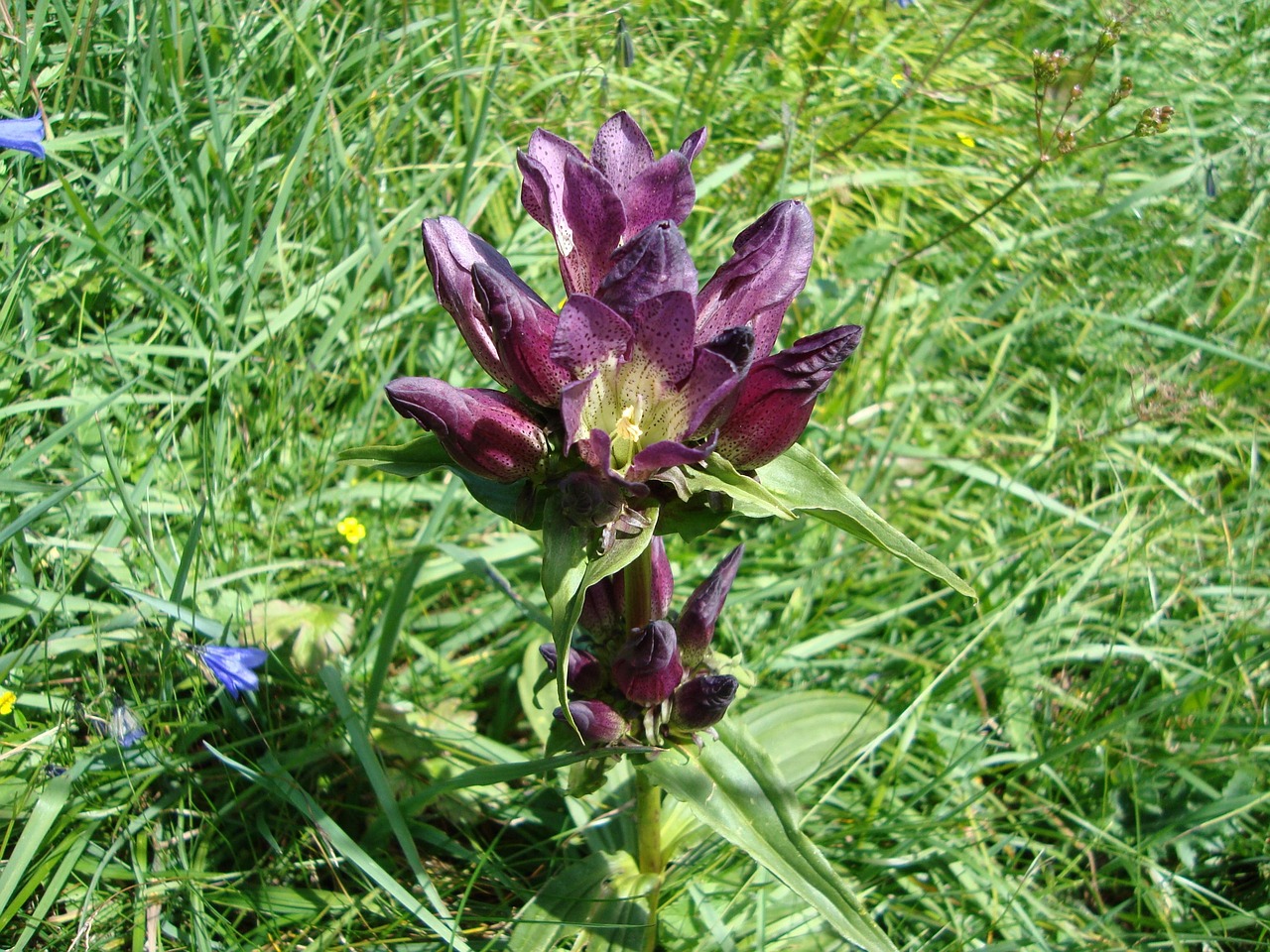 Blauer Kreuzenzian