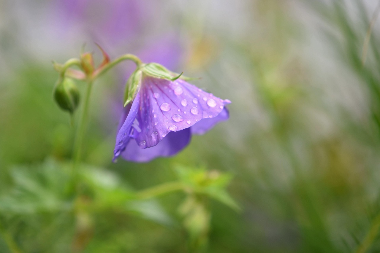 Blauer Storchschnabel