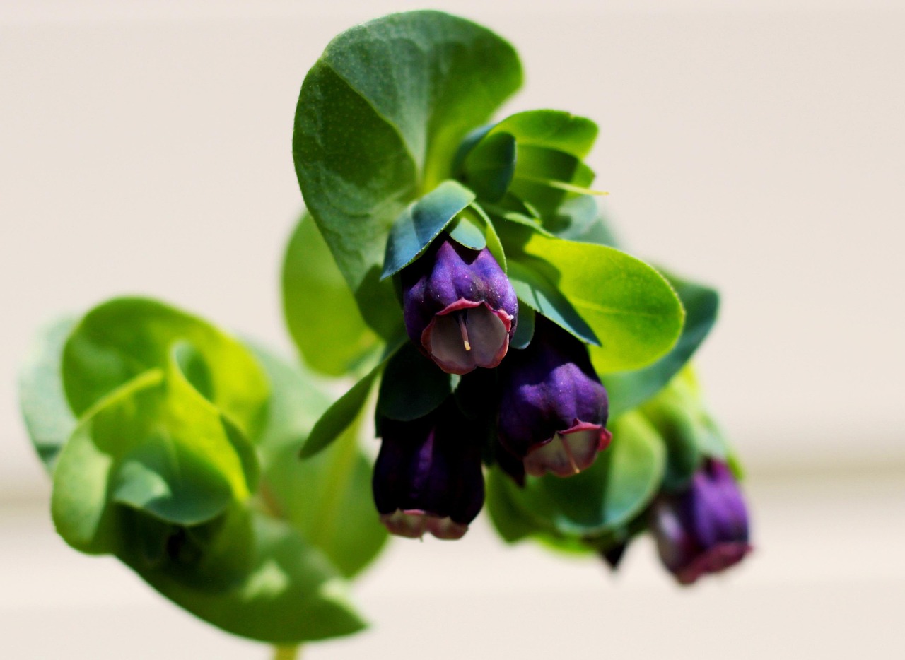 Blauer Wachsblume