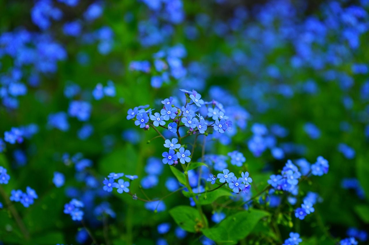 Buntblättriges Brunnera