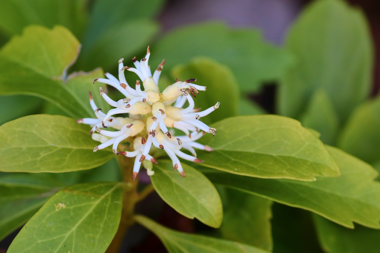 Buntblatt-Pachysandra