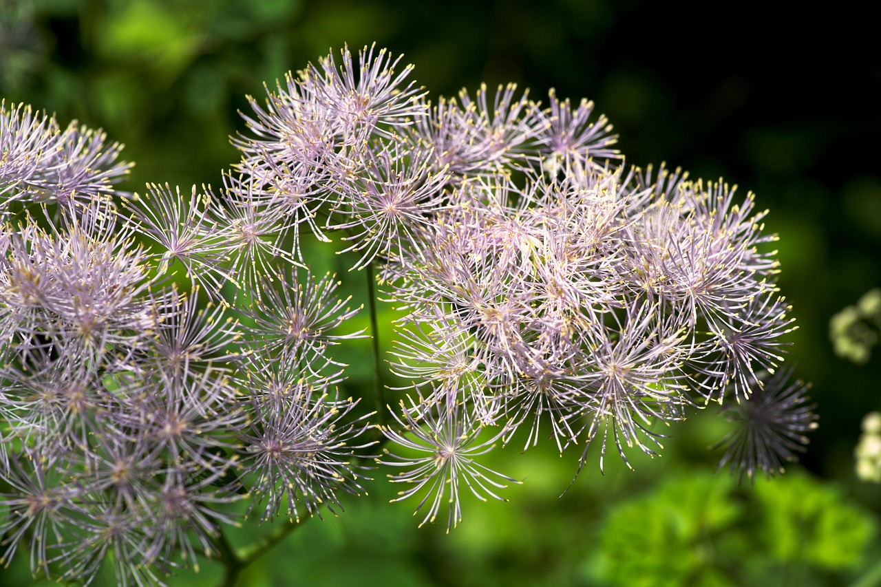 Chinesische Wiesenraute