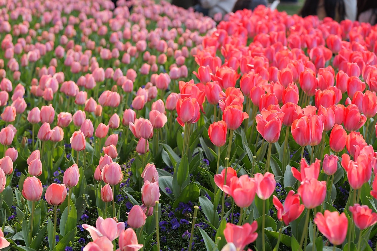 Darwin-Hybrid-Tulpe rot