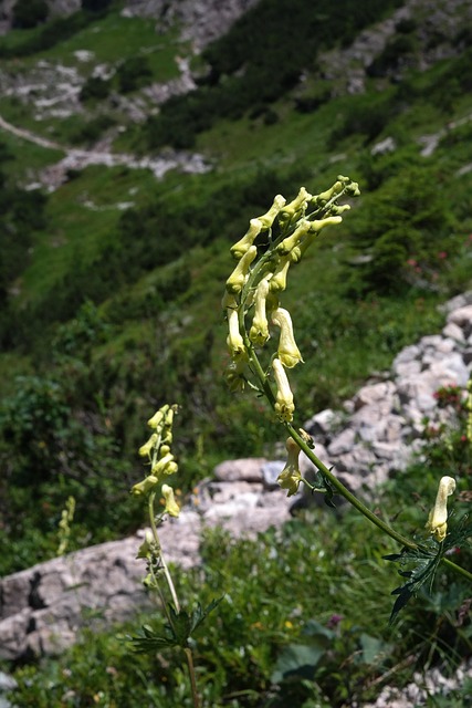 Eisenhut