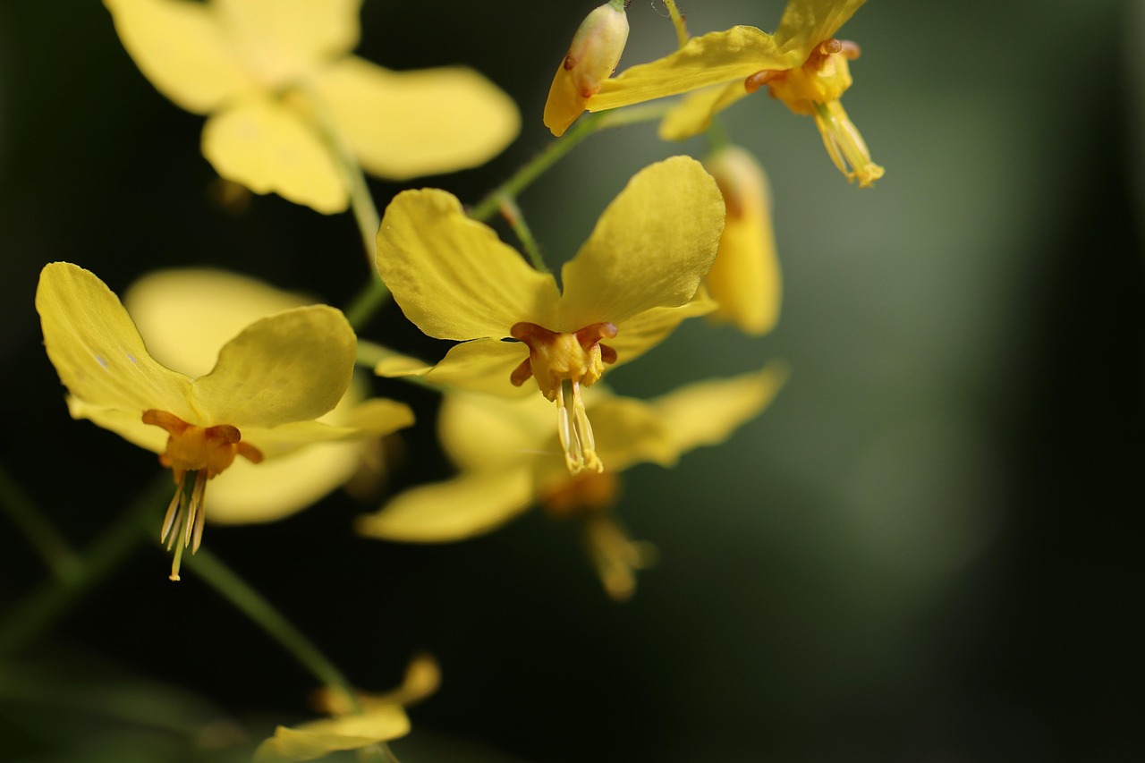 Elfenblume Amber Queen
