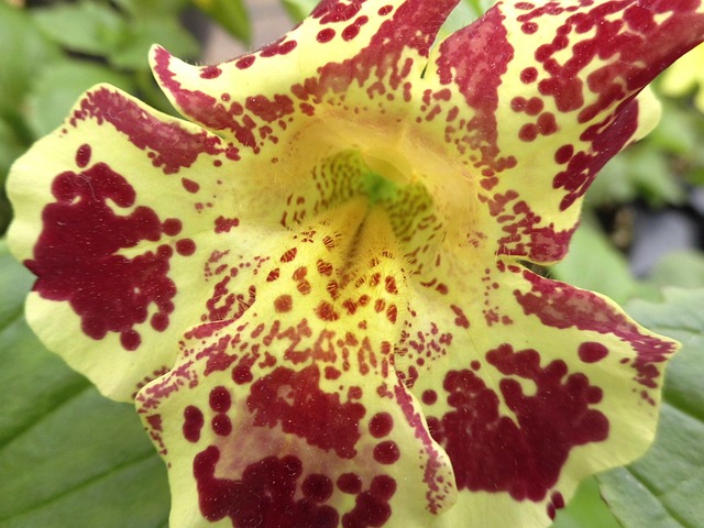 Gauklerblume