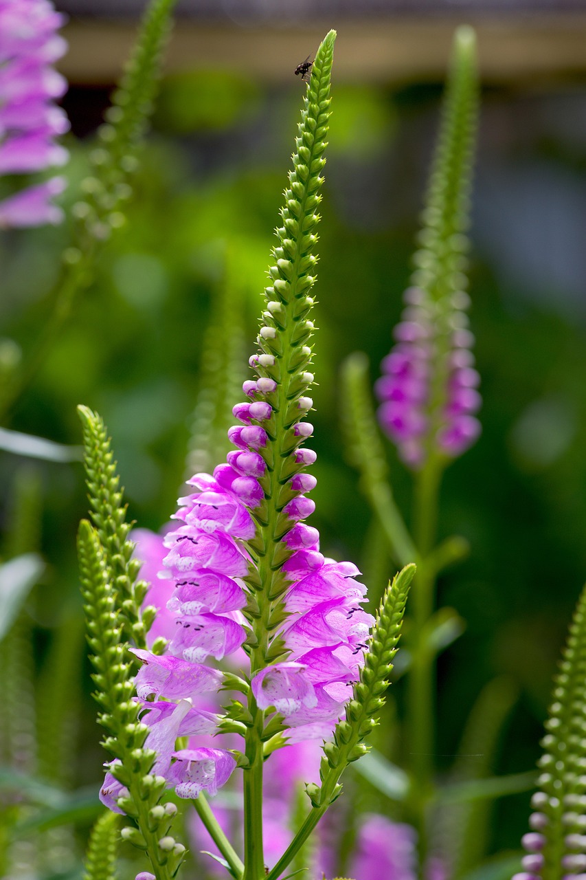 Gelenkblume Vivid