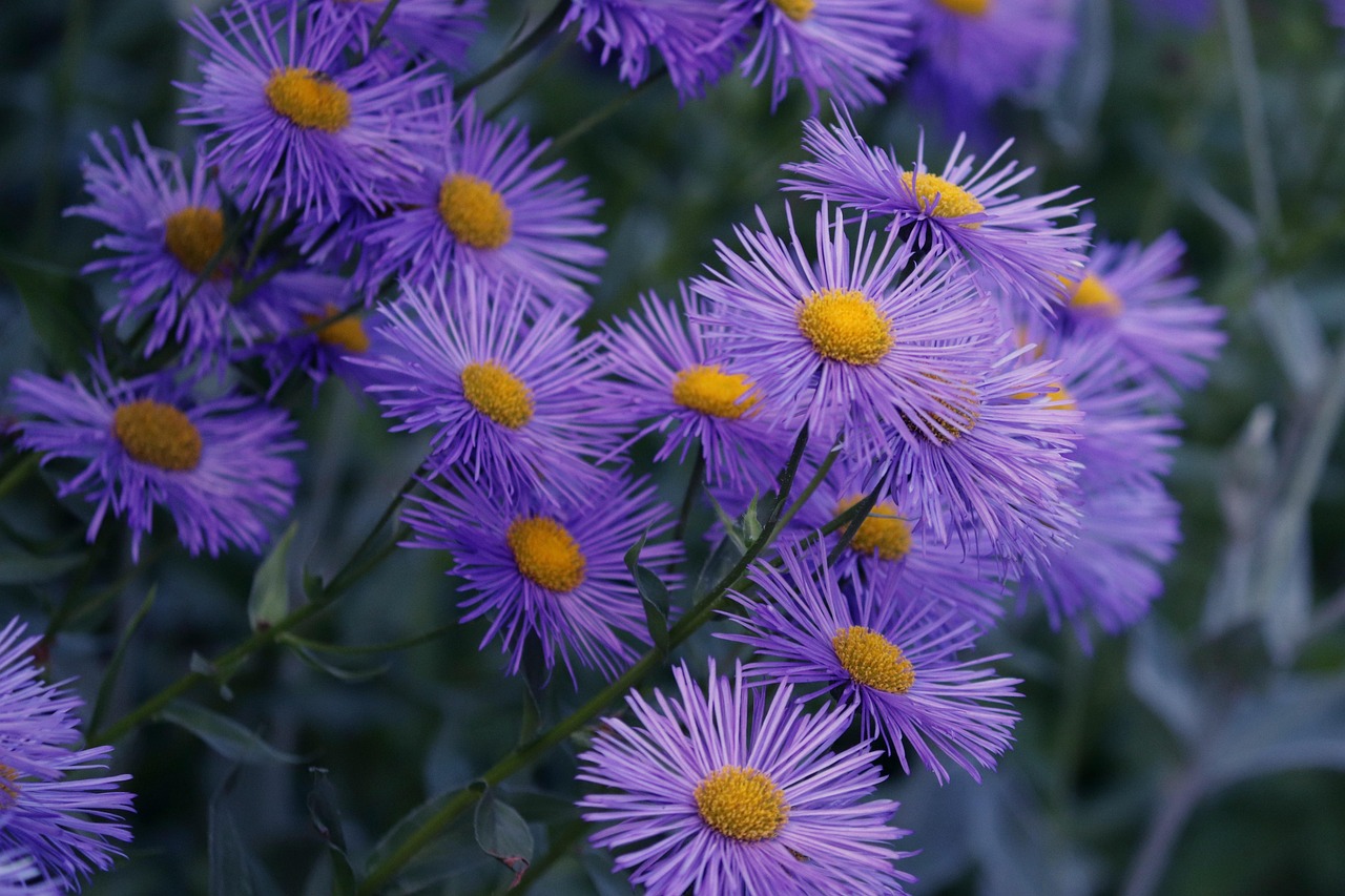 Glattblatt-Herbstaster