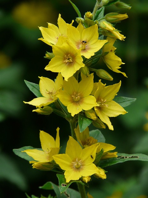 Goldfelberich