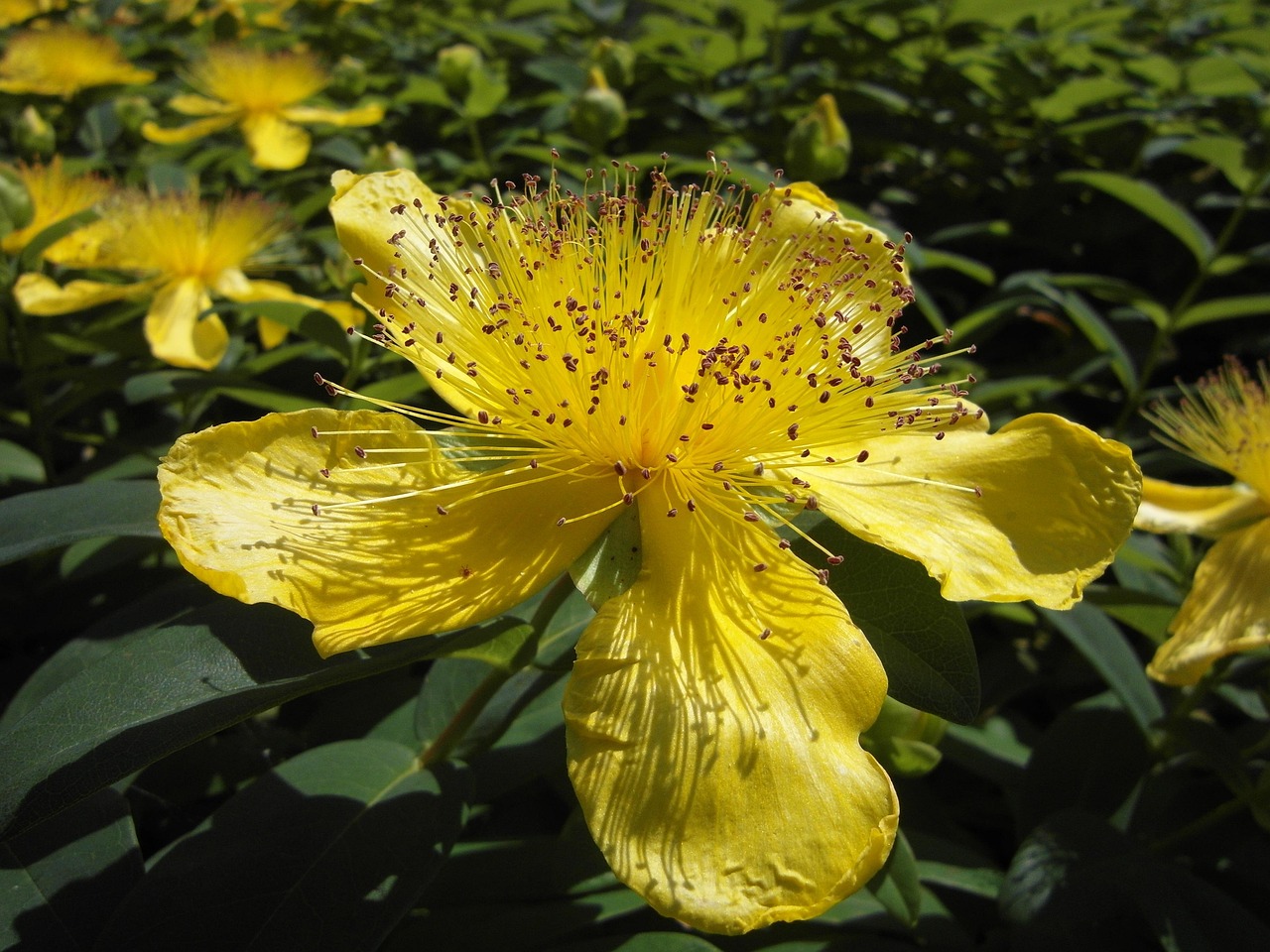 Großkelchiges Johanniskraut