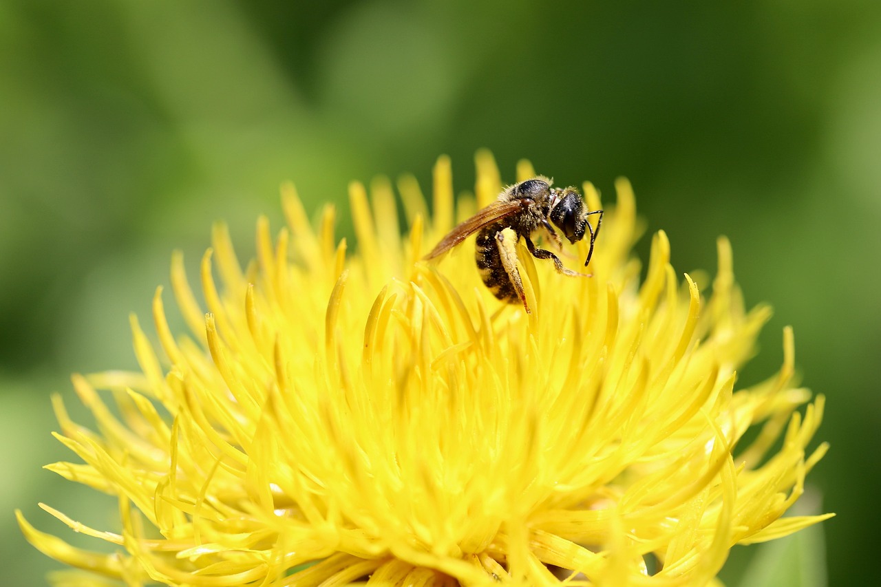 Großköpfige Flockenblume