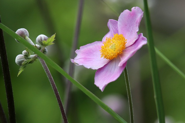 Herbst-Anemone