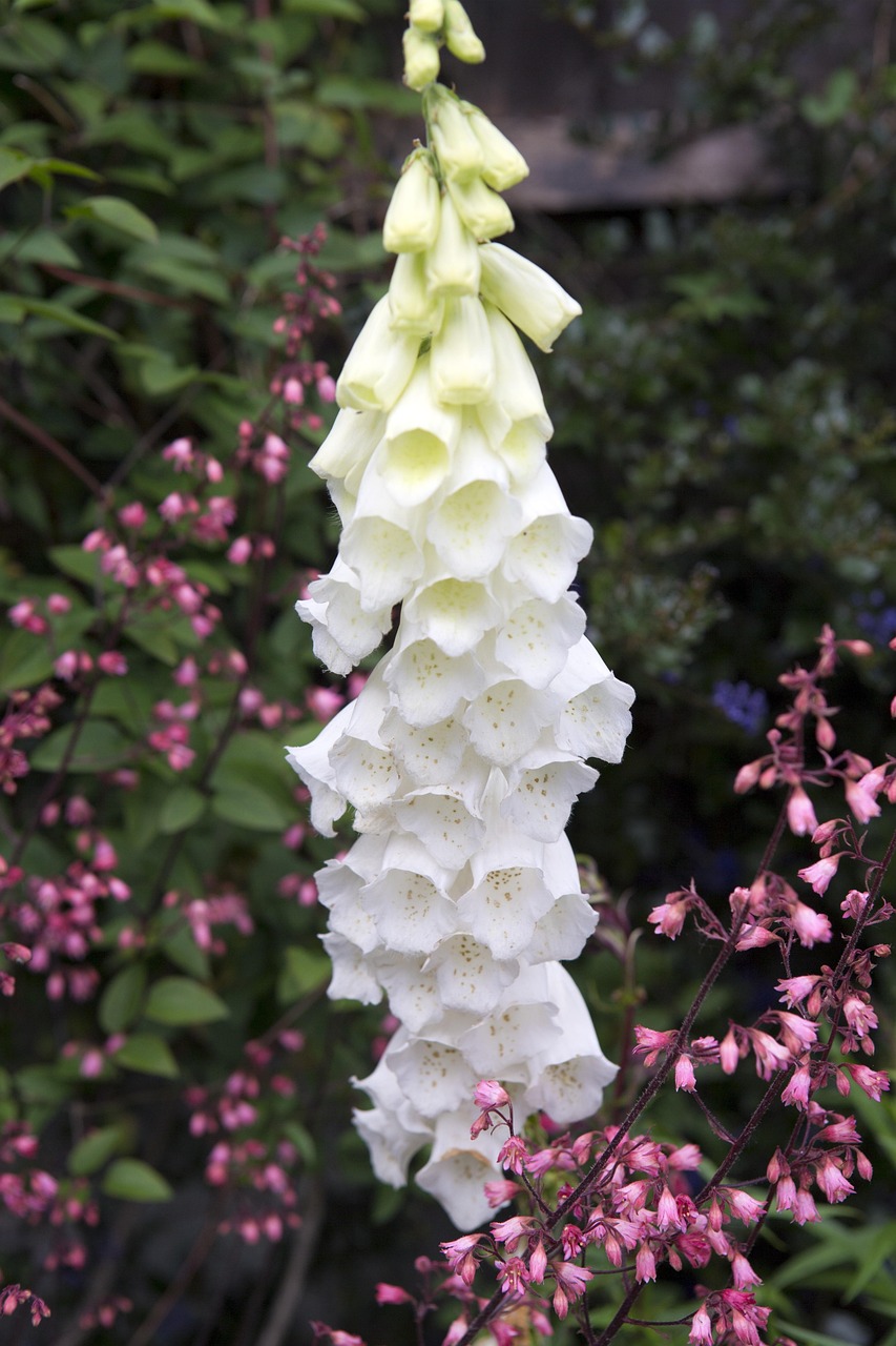 Heuchera Fire Alarm