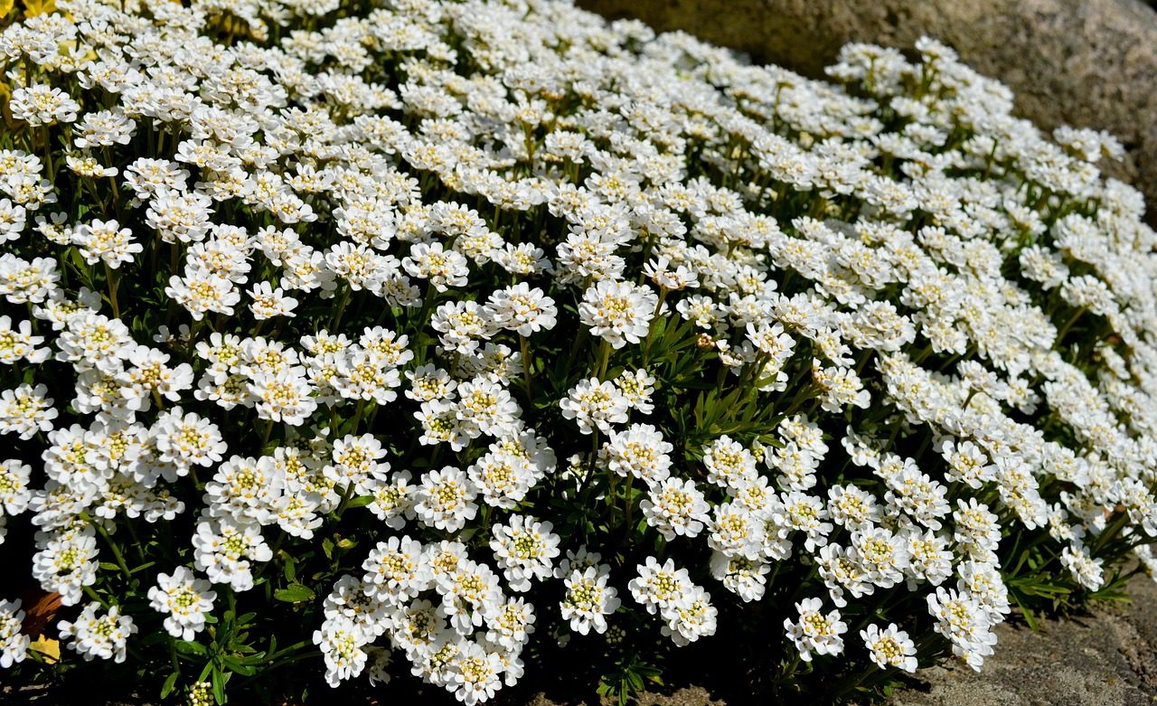 Immergrüne Candytuft