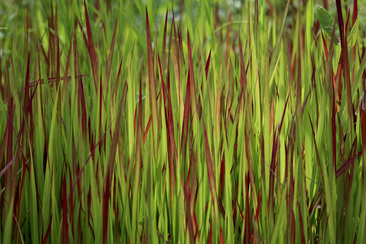 Japanisches Blutgras