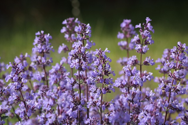 Kaminblümchen