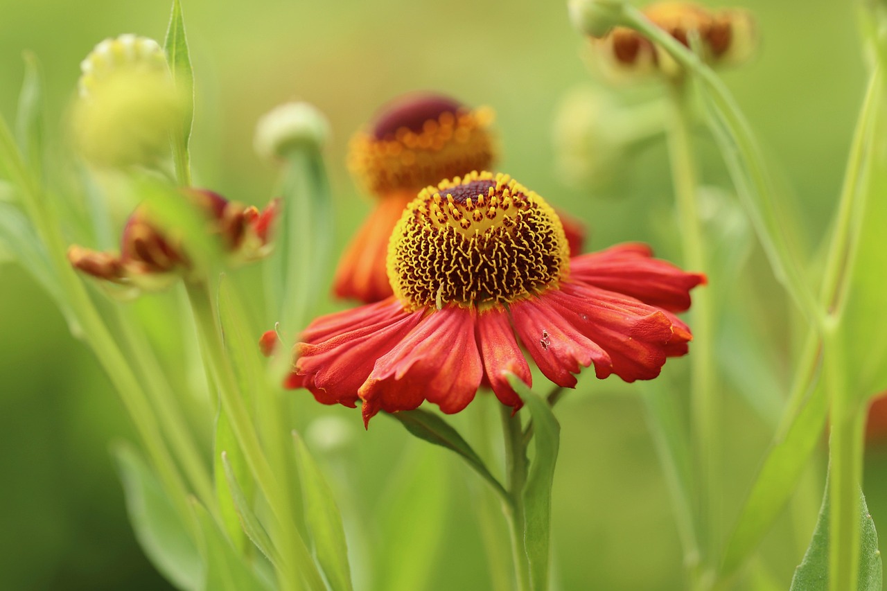 Sonnenbraut Moerheim Beauty