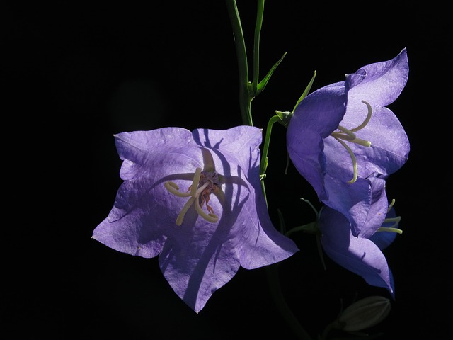 Karpatenglockenblume