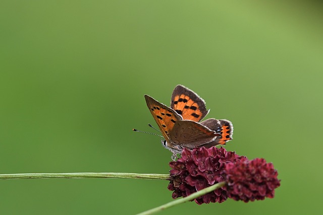 Kleine Wiesenknopf
