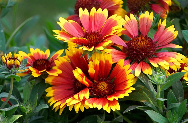 Kokardenblume