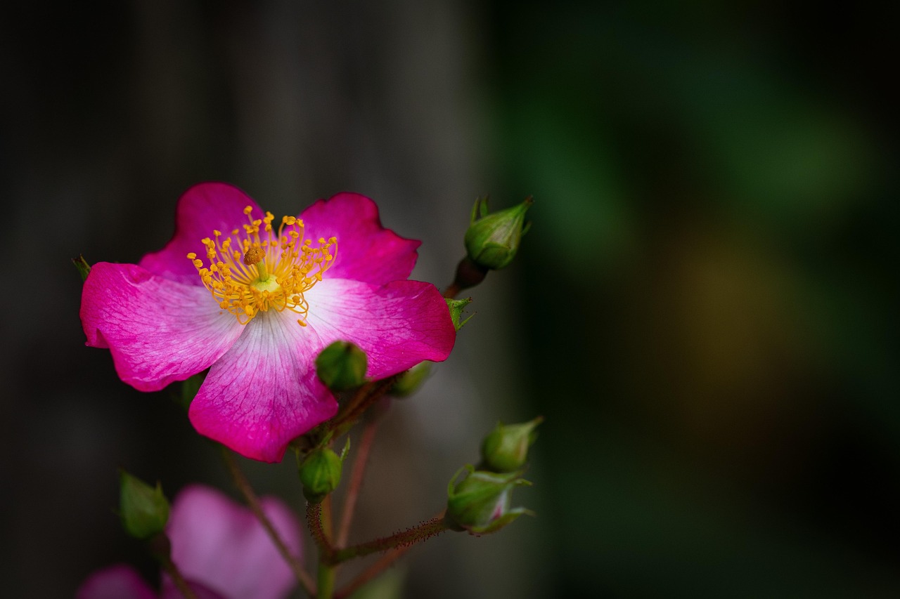 Korallen-Waldkorbblüte