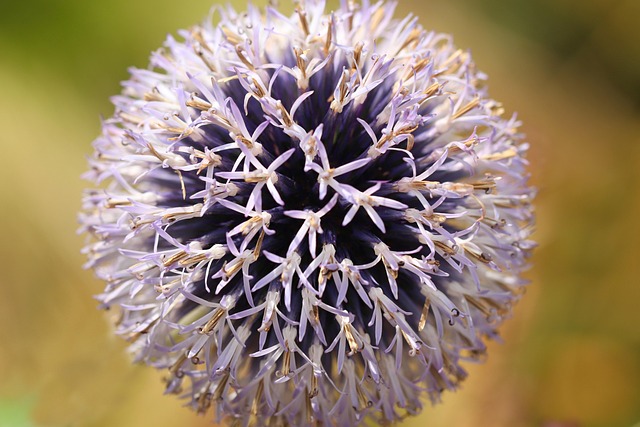 Kugeldistel