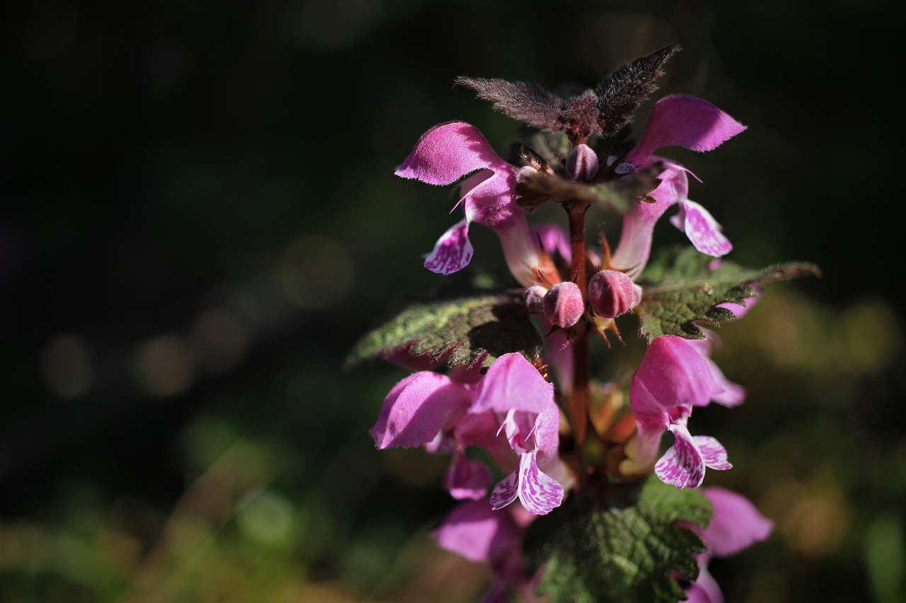 Lamium