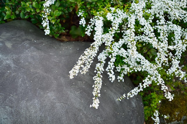 Lespedeza