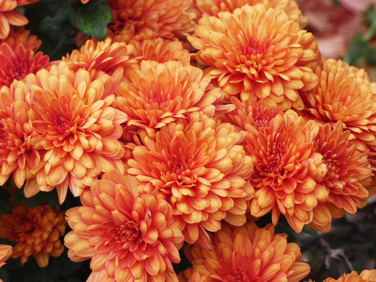 Orange-Segge