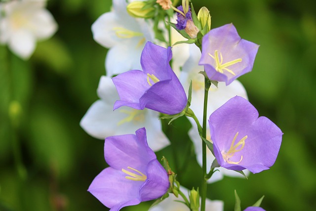 Pfirsichblättrige Glockenblume