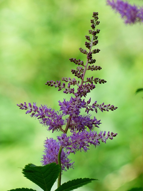 Prachtspiere — Astilbe arendsii
