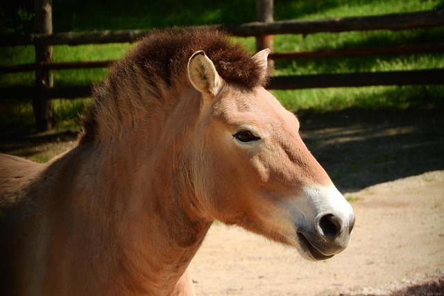 Przewalski-Ligularie