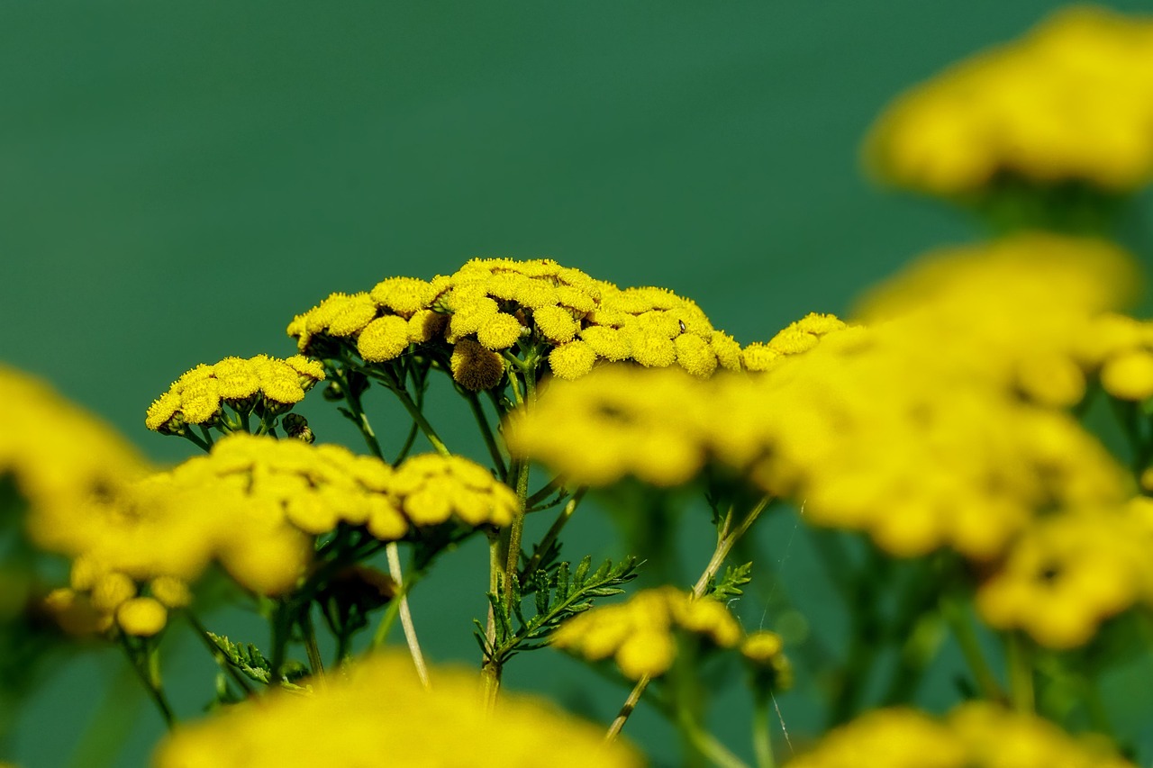 Pyrethrum-Margerite