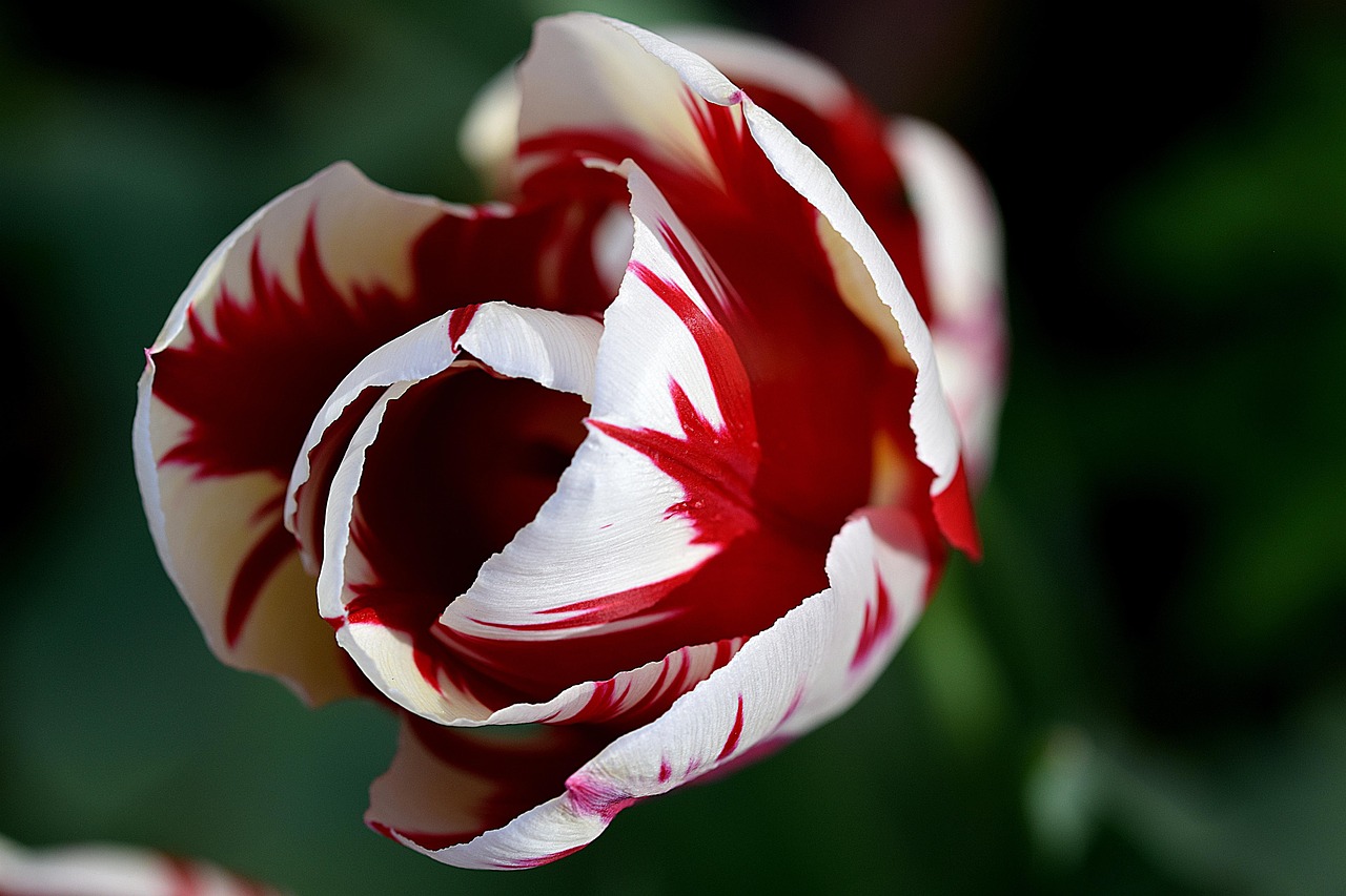 Rembrandt-Tulpe Sorbet
