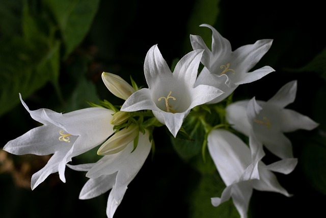 Riesen-Glockenblume
