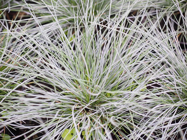 Riesenschwingel