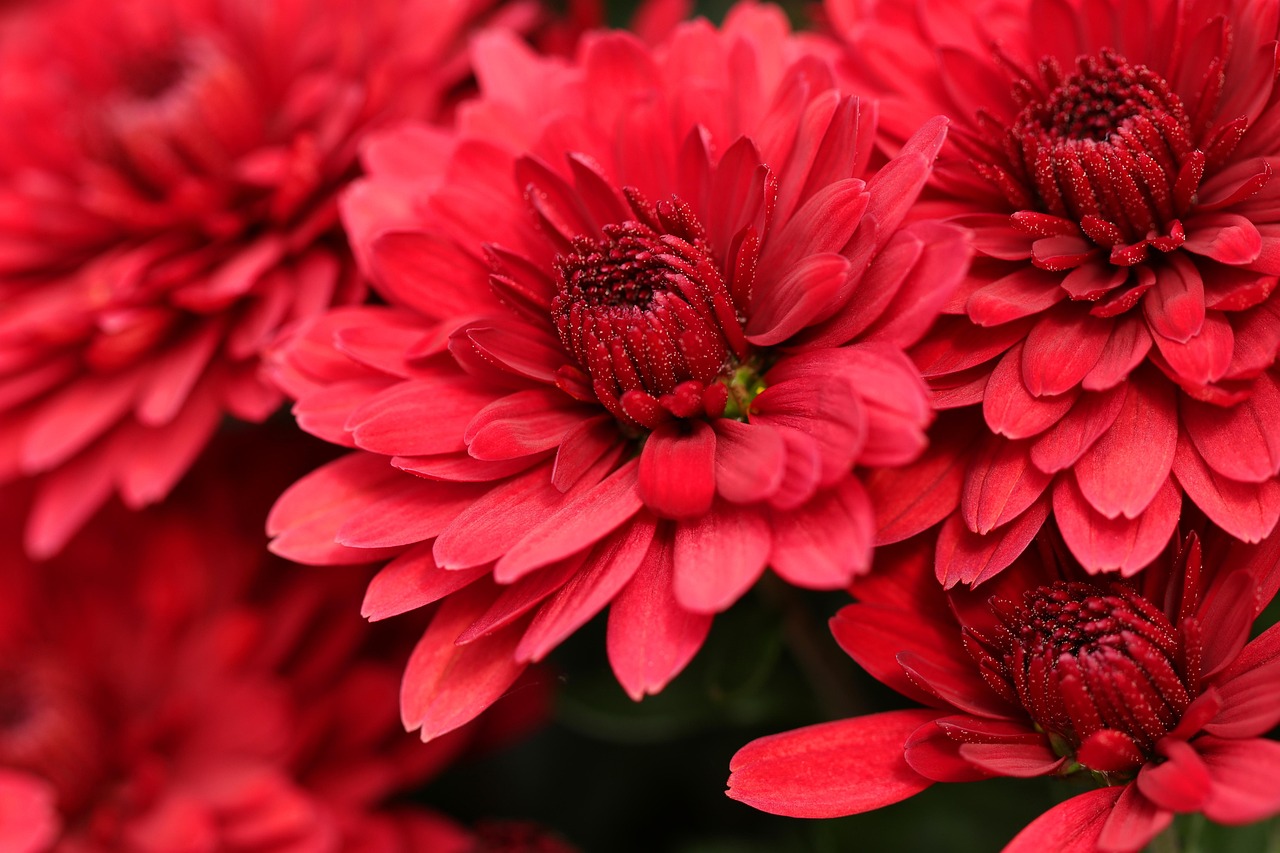 Rote Rutenhirse