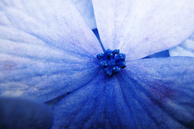 Schaumblüte
