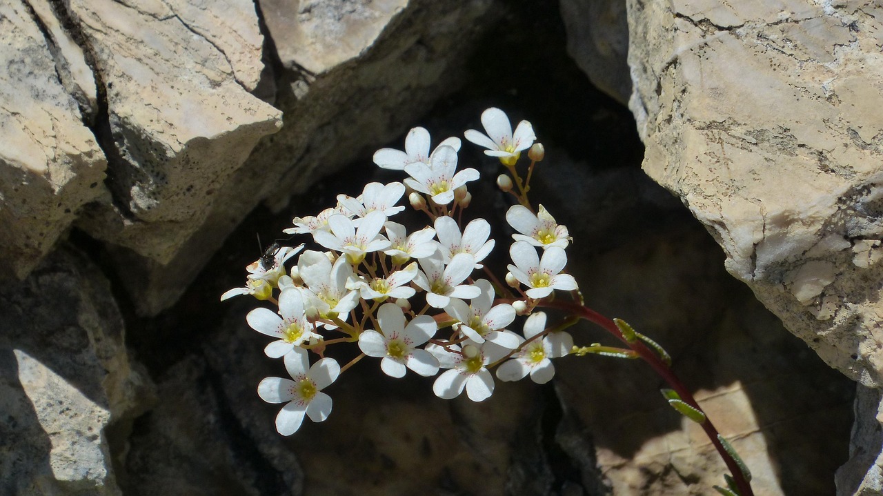 Schaumblüten-Steinbrech