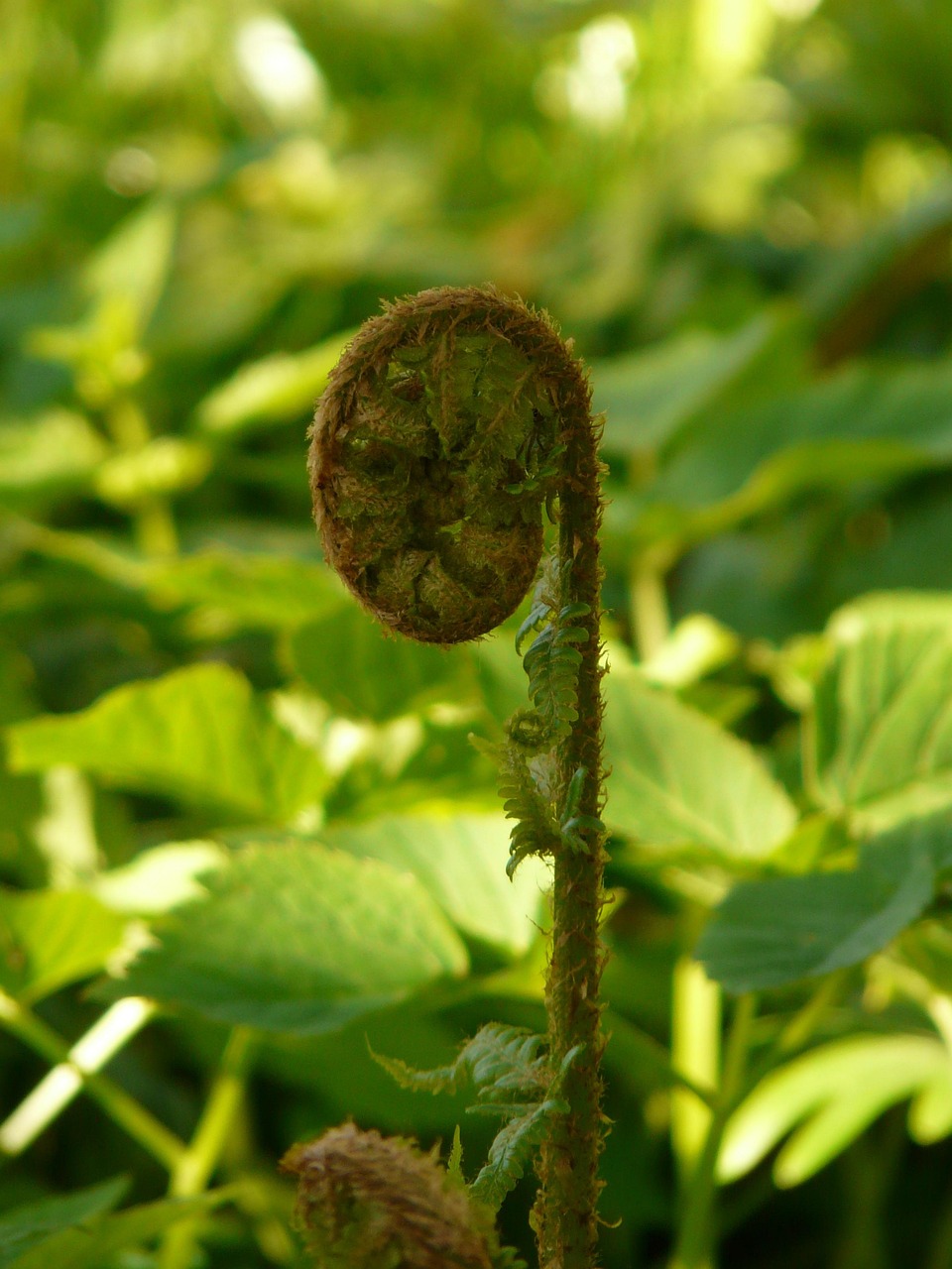 Schild-Dryopteris