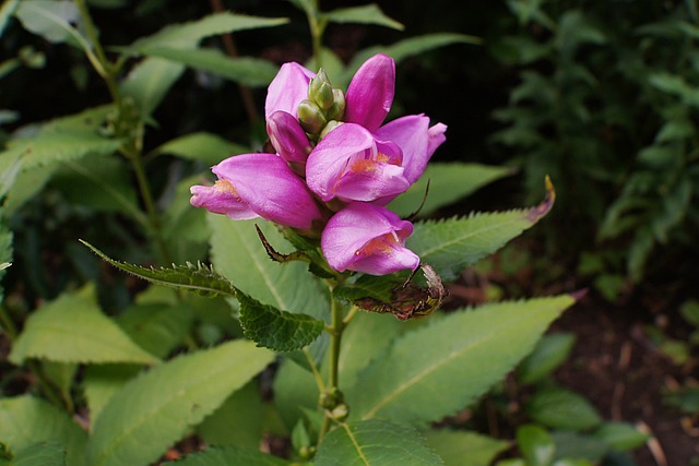 Schildblume