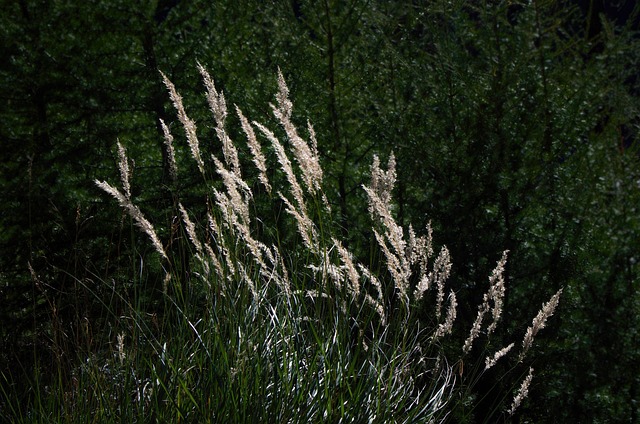 Silberpfeilgras