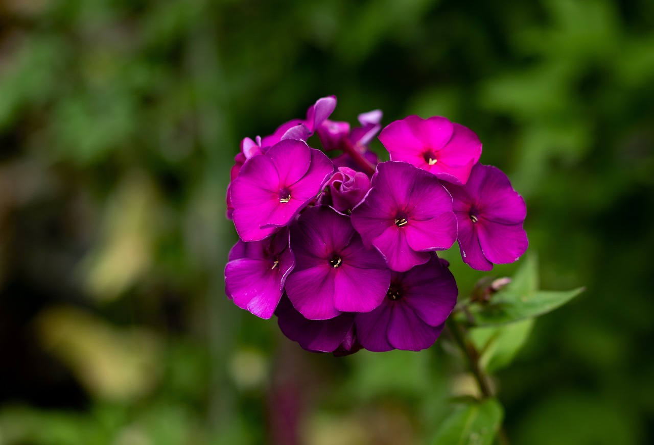 Sommer-Phlox Nicky