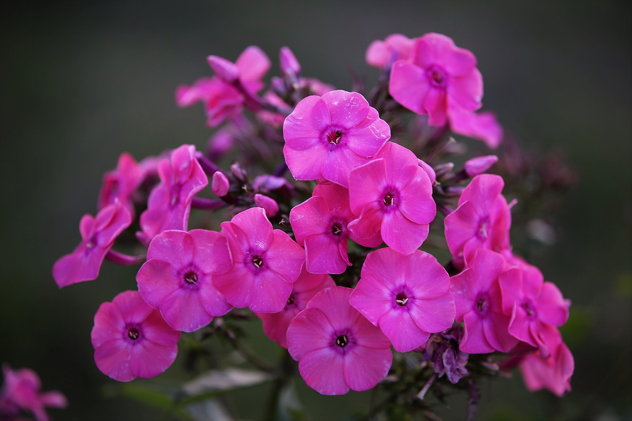 Sommer-Phlox Sternhimmel