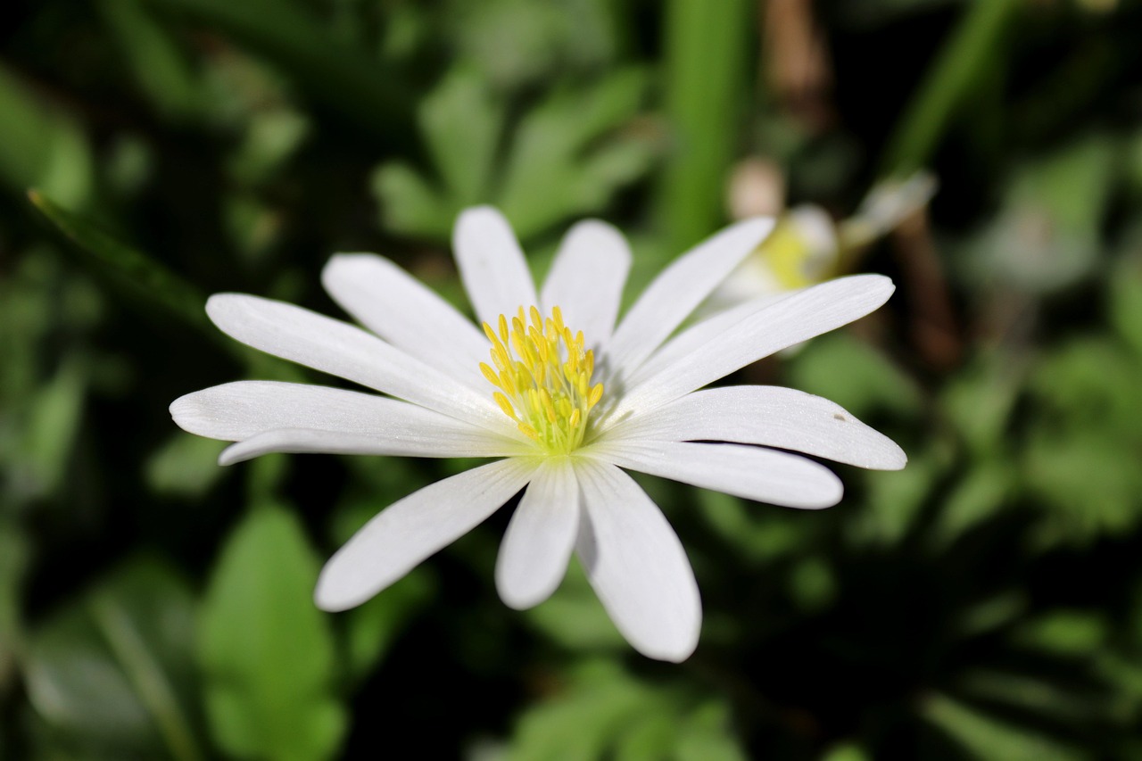 Strahlenanemone