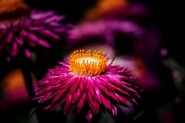 Strohblume — Helichrysum arenarium